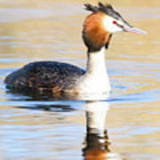 Great Crested Grebe #1 Poster