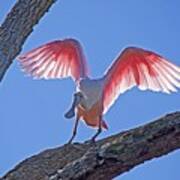 Happy Spoonbill #1 Poster