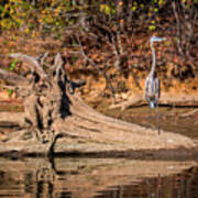 Heron Perch #1 Poster