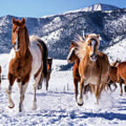 Horses Running In Snow #1 Poster