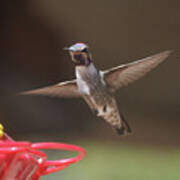 Hummingbird Anna's In Flight #1 Poster