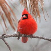 Img_6433-002 - Northern Cardinal #1 Poster