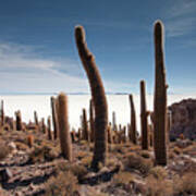 Incahuasi Island View With Giant Cacti And Salt Lake #1 Poster