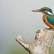 Kingfisher #1 Poster