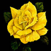 Large Yellow Rose Poster