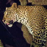 Leopard At Night #1 Poster