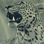 Leopard Portrait #1 Poster