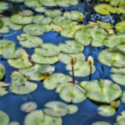 Lily Pads #1 Poster