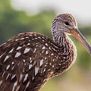 Limpkin At Celery Fields Poster
