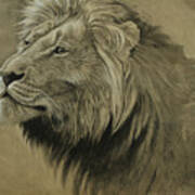 Lion Portrait #1 Poster