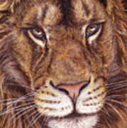 Lion Portrait #1 Poster