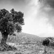 Lonely Olive Tree And Stormy Cloudy Sky #1 Poster