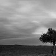 Lonely Olive Tree In A Green Field  And  Moving Clouds #1 Poster