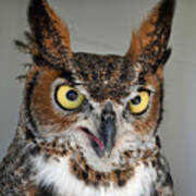 Great Horned Owl #4 Poster