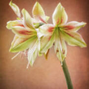 Three Blooms Of Amaryllis Poster