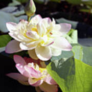 Lotus In Bloom Poster