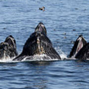 Lunge-feeding Humpback Whales In Monterey Bay Poster