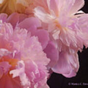 M Shades Of Pink Flowers Collection No. P66 #2 Poster