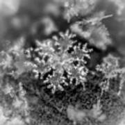 Macro Snowflake #1 Poster