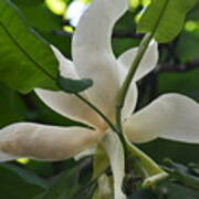 Magnolia Macrophylla #1 Poster
