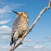 Male Gila Woodpecker Poster