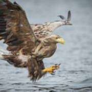 Male White-tailed Eagle #1 Poster