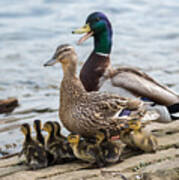 Mallard Duck Family  #1 Poster