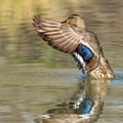 Mallard Duck Female #1 Poster