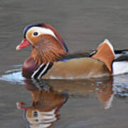 Mandarin Duck #1 Poster