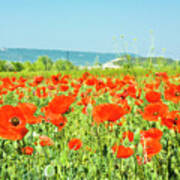 Meadow With Red Poppies #1 Poster