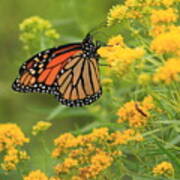 Monarch Butterfly On Goldenrod #1 Poster