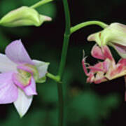 Orchid Mantis Hymenopus Coronatus #1 Poster