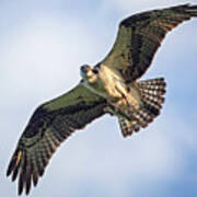 Osprey With Catch #1 Poster