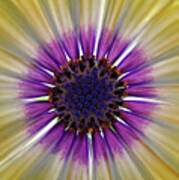 Osteospermum The Cape Daisy #1 Poster