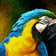 Pappagallo - Parrot Ara Ararauna #1 Poster