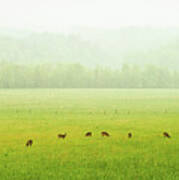 Peace In Cades Cove #1 Poster