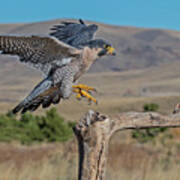 Peregrine Falcon Landing #1 Poster