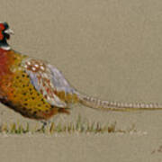 Pheasant Bird Art #1 Poster