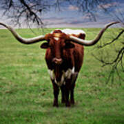 Photo Texas Longhorn A010816 #1 Poster
