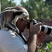 Photographer With Lemurs On Him #1 Poster