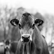 Portrait Of A Dairy Cow In The Rain Stowe Vermont #1 Poster