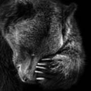 Portrait Of Bear In Black And White Poster