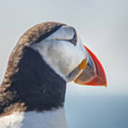 Puffin In Close Up Poster