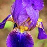 Purple Bearded Iris Print Poster