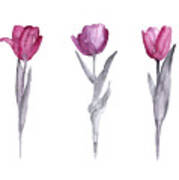 Purple Tulips Watercolor Painting Poster