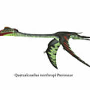 Quetzalcoatlus Wings Down #1 Poster