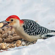 Red Bellied Woodpecker #1 Poster