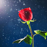 Red Rose On Snow Background #1 Poster