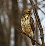 Red Tailed Hawk #1 Poster