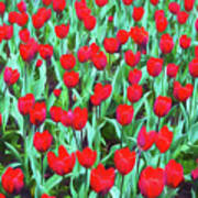 Red Tulips #1 Poster